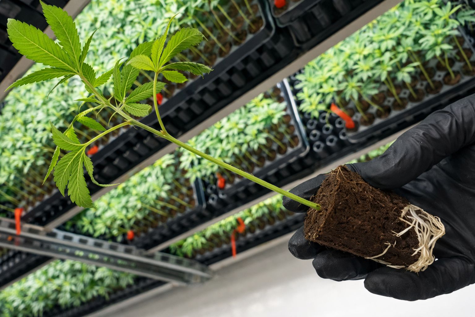 Warum CBD Stecklinge statt Samen?