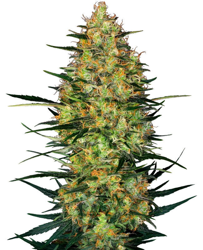 Caramellow Kush Automatic -3 seeds SSR