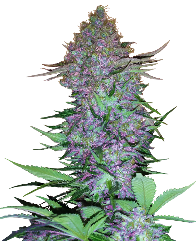 Purple Skunk auto - 3 seed fem