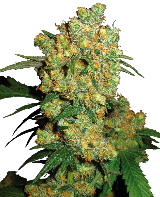 Big Bud® -3- Fem