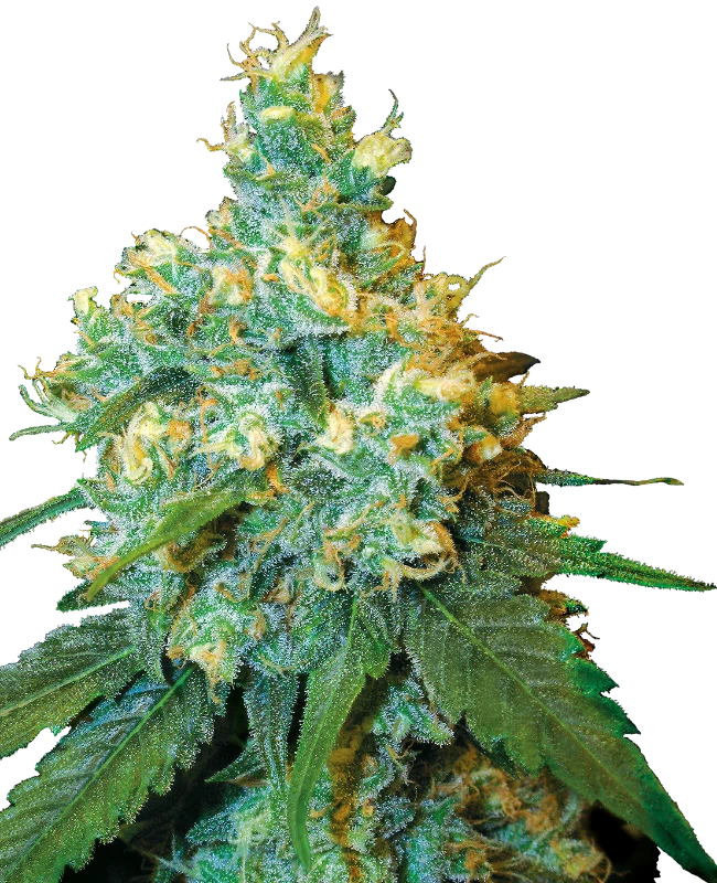 Jack Herer® -3- Fem