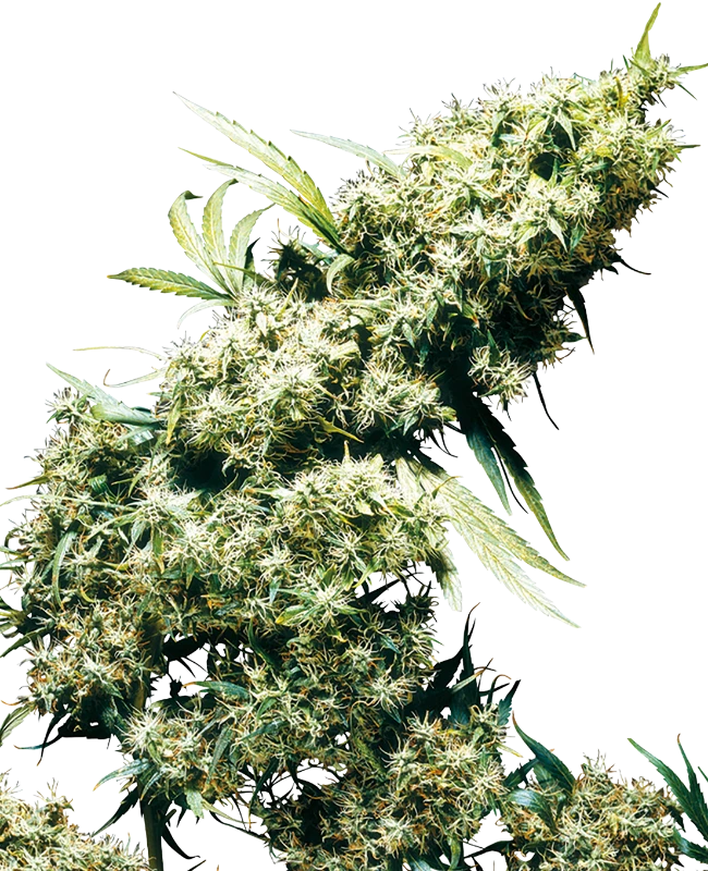 Jamaican Pearl® -10- outdoor