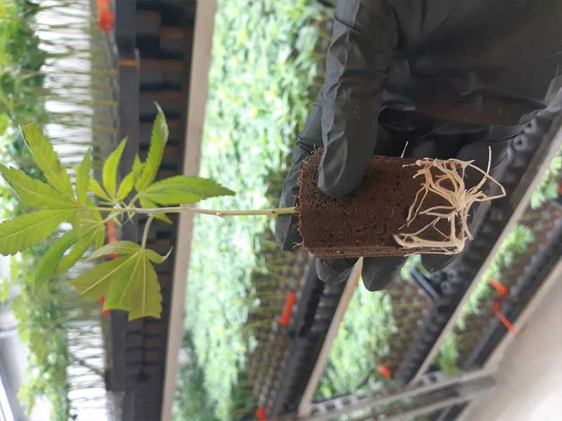 5 gute Gründe um Stecklinge statt Samen zu verwenden.