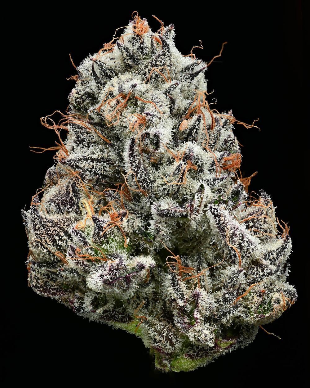 Black Cherry Gushers