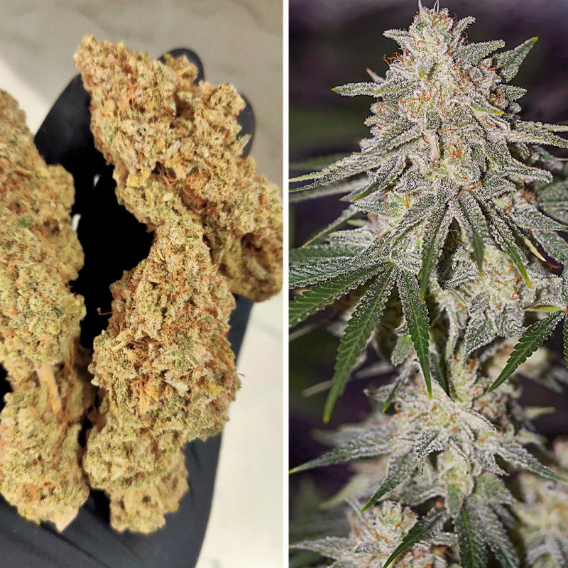 Vorsichtiger Einstieg: Der perfekte THC-Gehalt für Anfänger