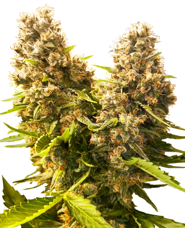 Banana Kush Cake Auto