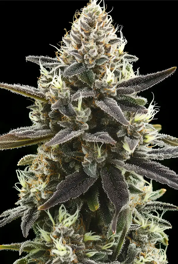 Ausgewachsene Critical Kush Blüte