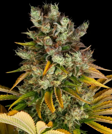 GMO-Sorte von Barneys Farm
