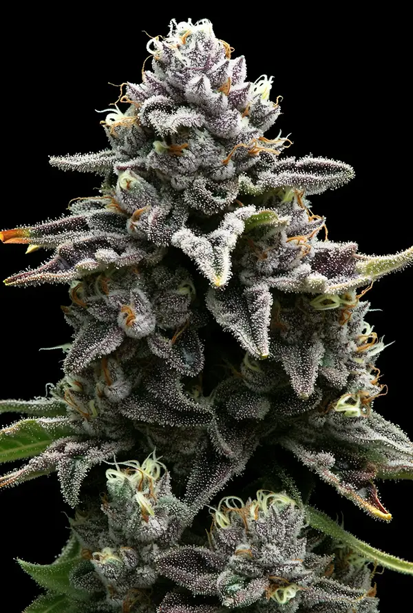 Ein fruchtiger Apple Fritter Bud