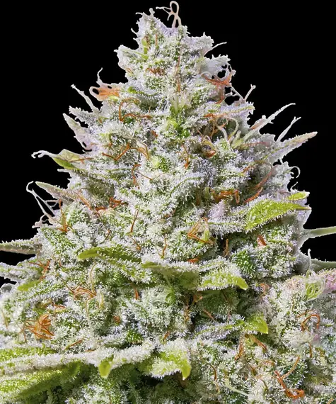 Blue Gelato 41 ist unsere sensationelle neue Blueberry-Superkreuzung