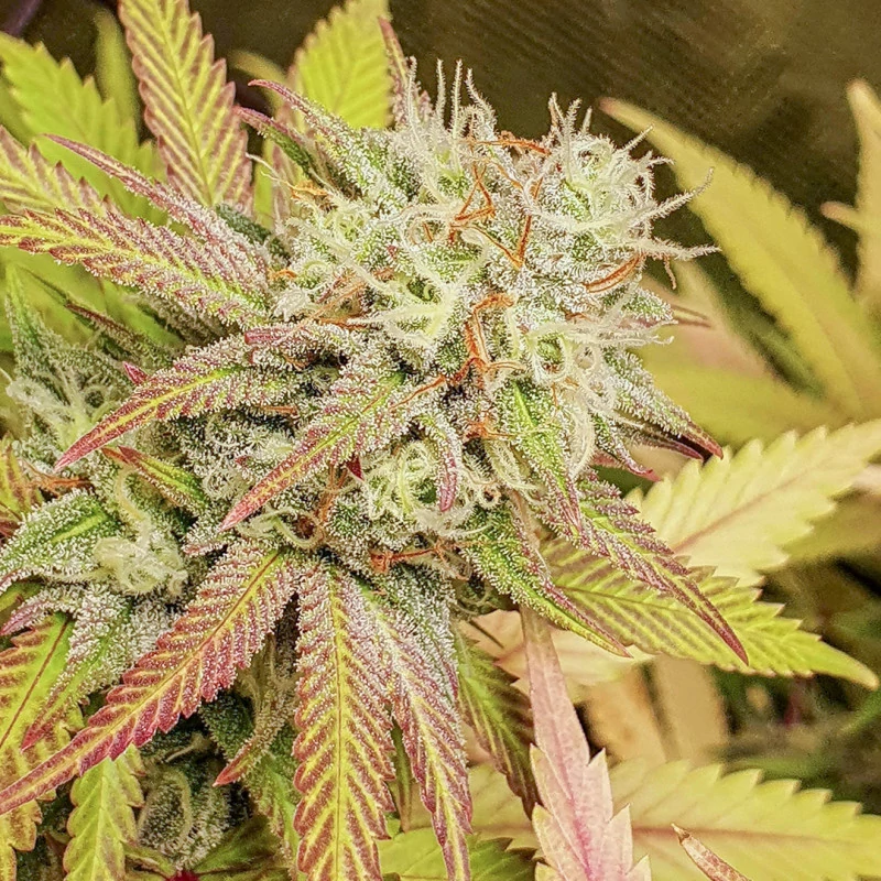Critical Orange Punch