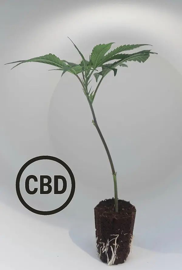 Mango Haze CBD Steckling