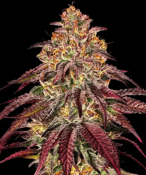 Mimosa x Orange Punch Auto von Barney's Farm