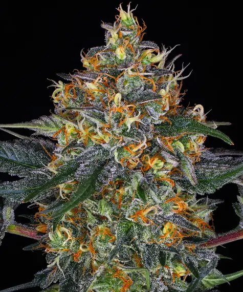 Moby Dick Auto von Barneys Farm