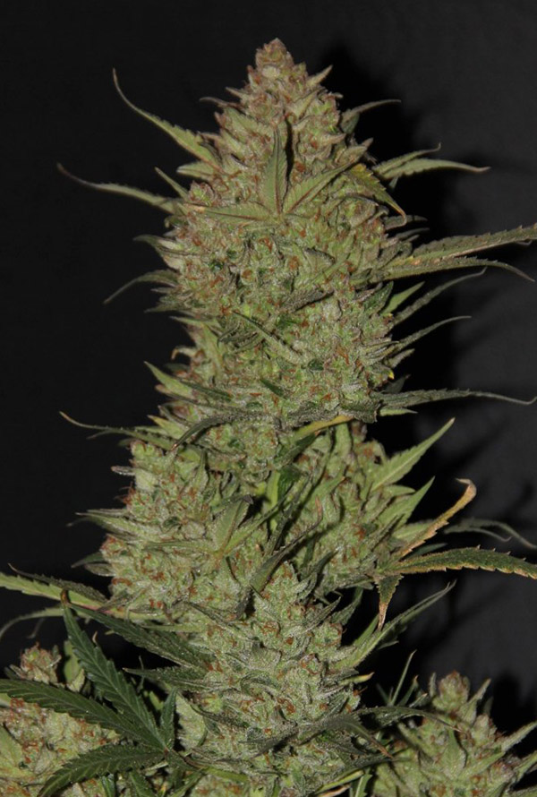 So kann eine OG Kush Blüte aussehen