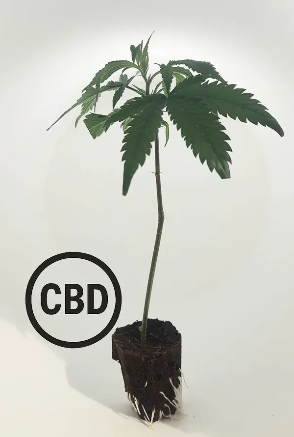 Orangello CBD Steckling