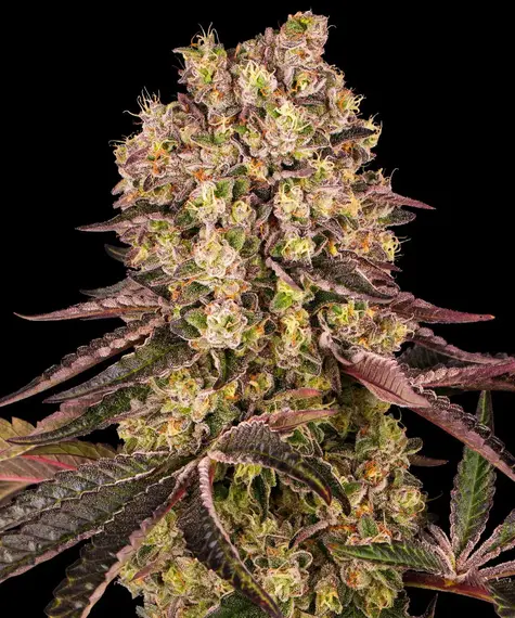 Runtz Muffin von Barney's Farm