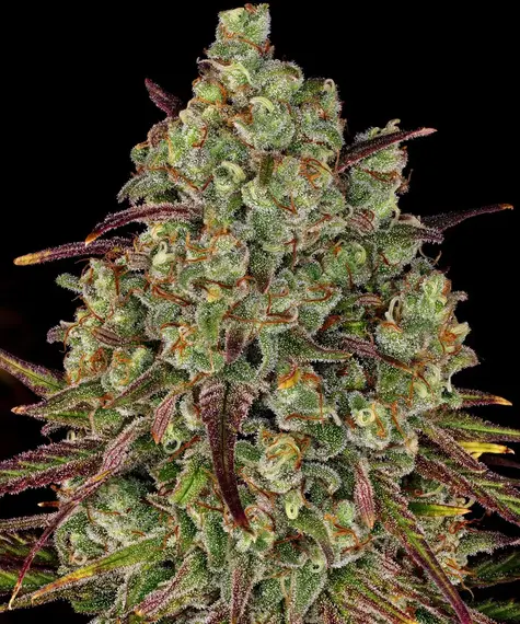 Tangerine Dream Strain von Barneys Farm