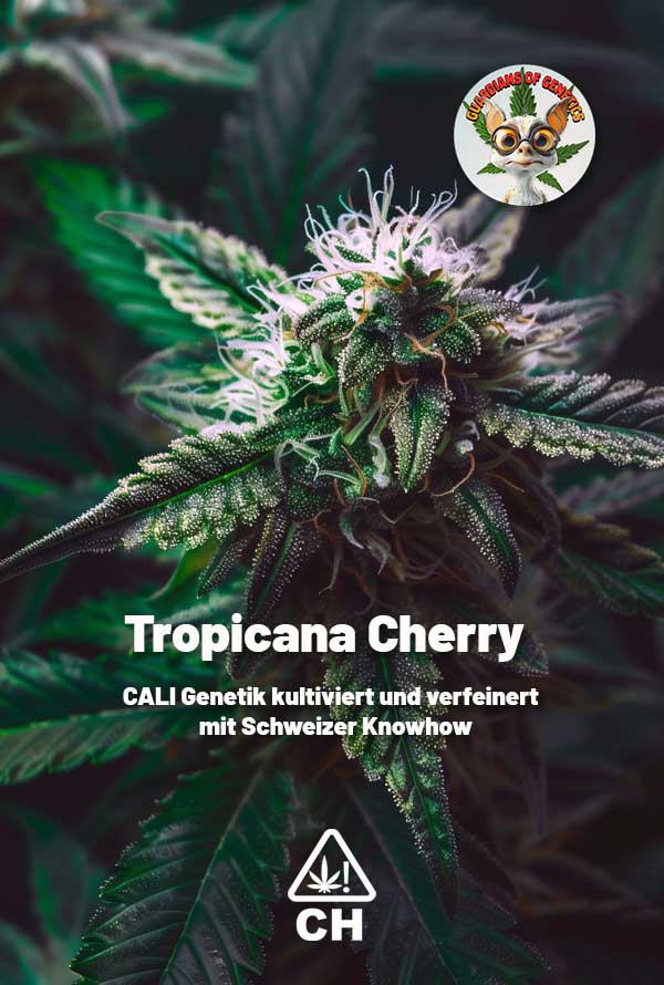 So kann eine Tropicana Cherry Blüte aussehen
