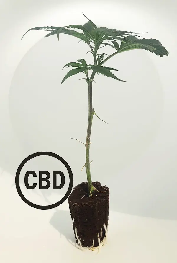 V1 CBD Steckling