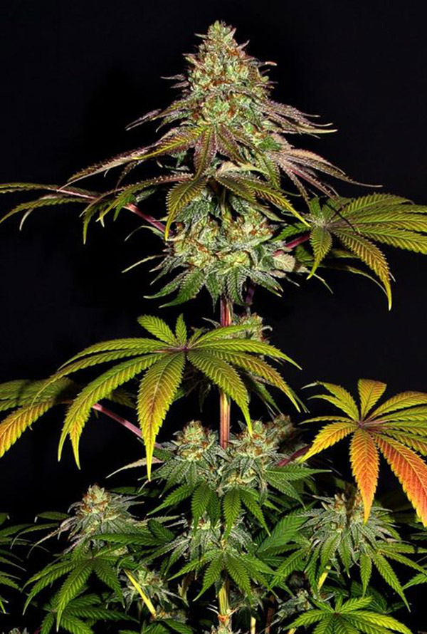 So kann eine Wedding Cake Blüte aussehen