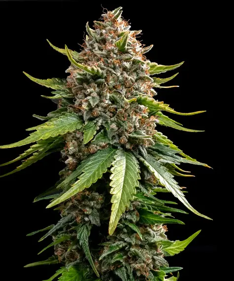 White Widow XXL Auto von Barneys Farm