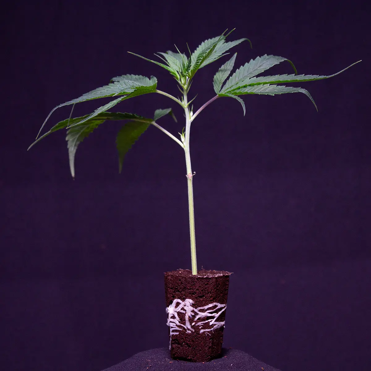 California Indi Stecklinge – Die perfekte Wahl für entspannte Abende