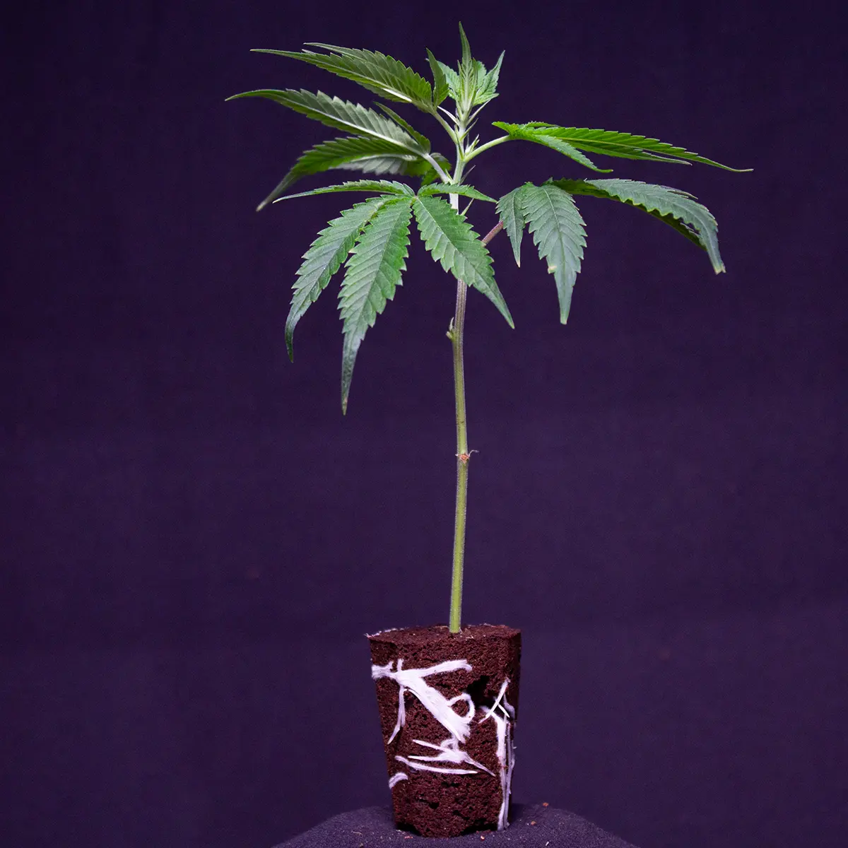 Muss man die Blätter von THC-Stecklingen schneiden, während sie wachsen?