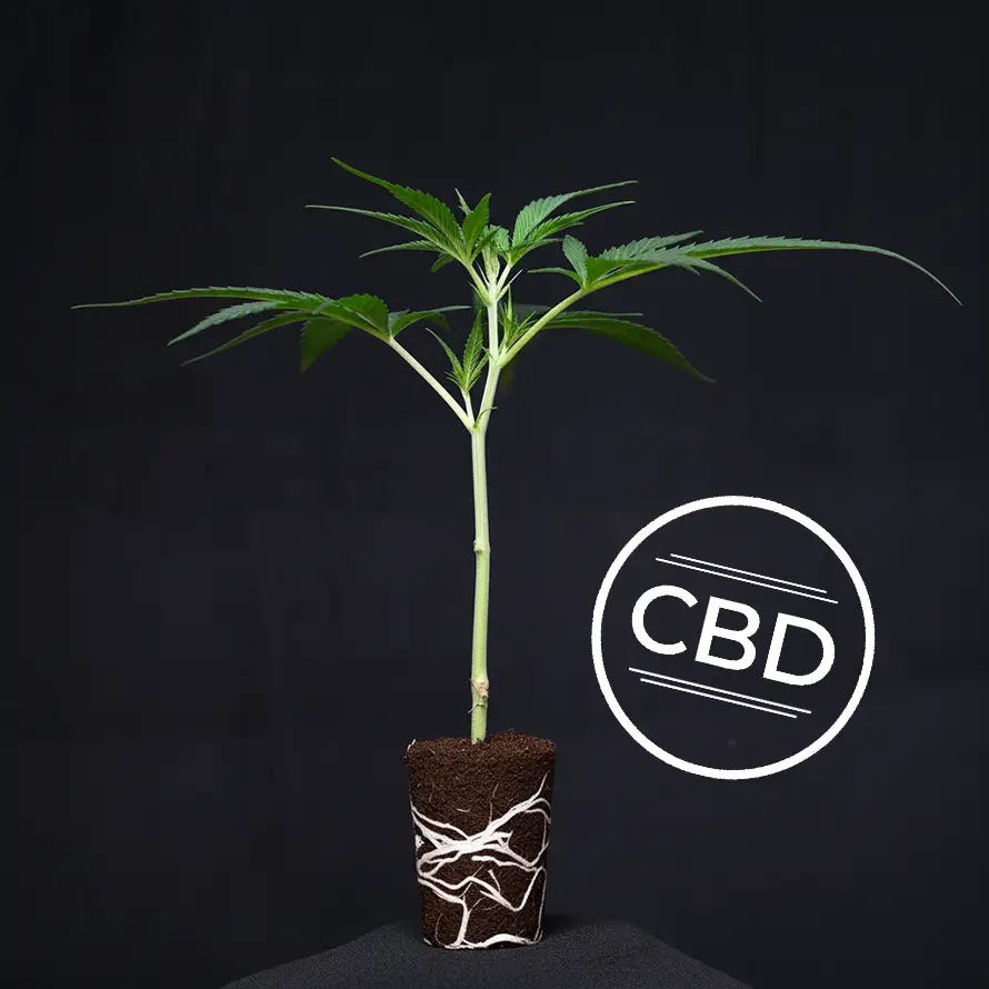 White Shark Zkittles