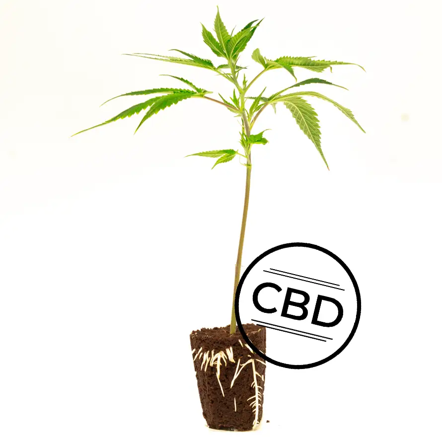 White Shark Zkittles