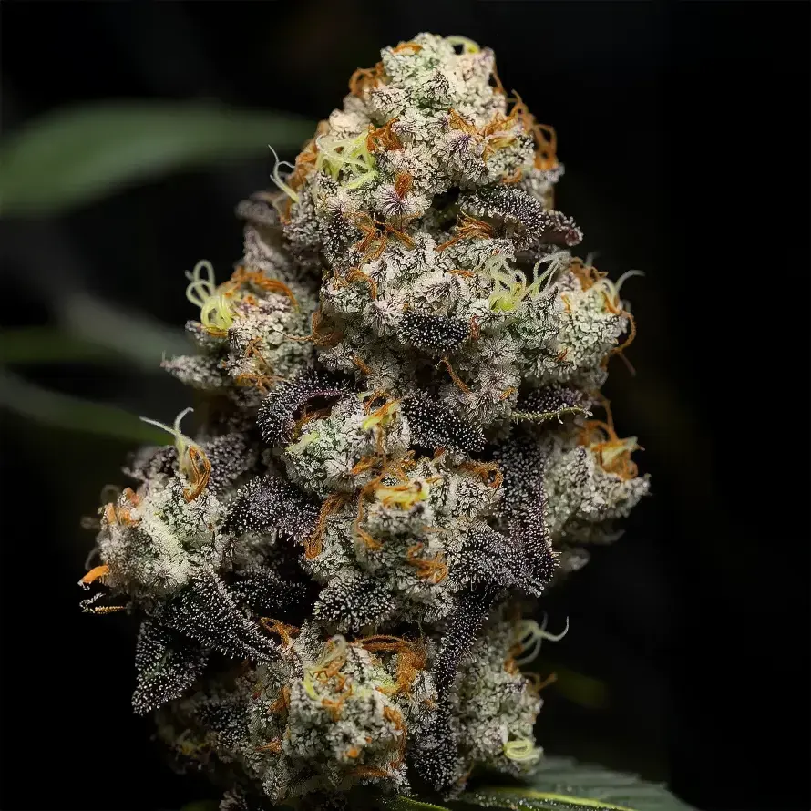Lemon Cherry Gelato