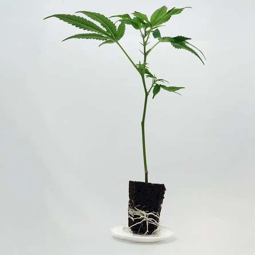 Black Cherry Gushers