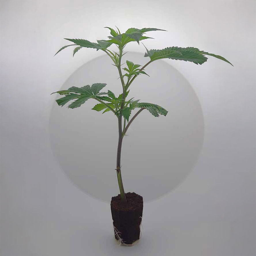 Mimosa x Orange Punch