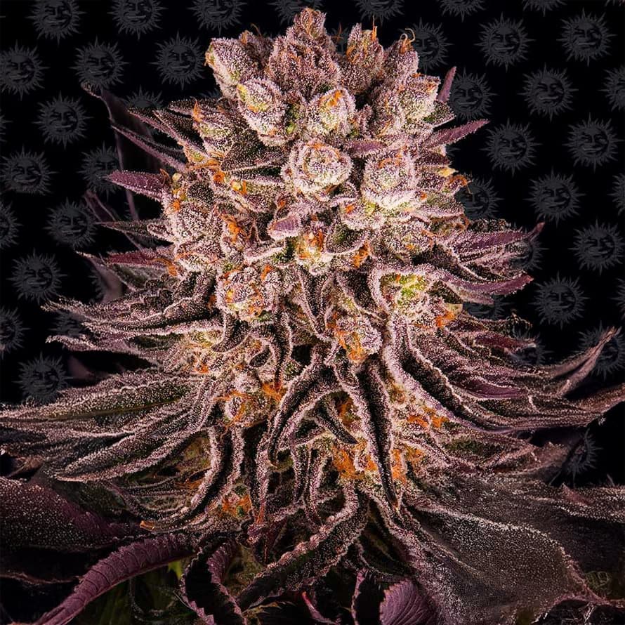 Mimosa x Orange Punch