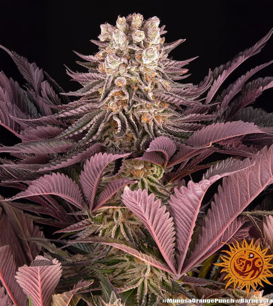 Mimosa x Orange Punch