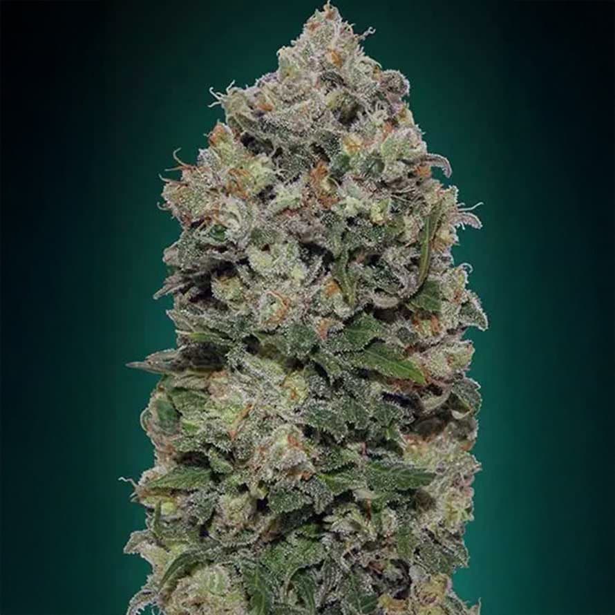 NL Northern Light