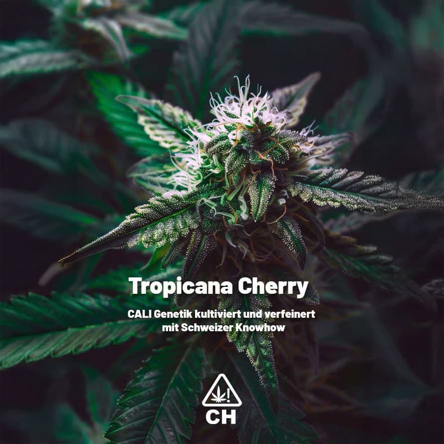 Tropicana Cherry