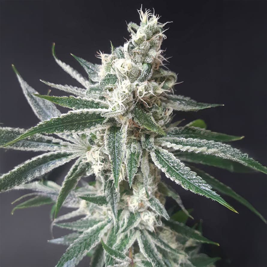 Tropicana Cookies