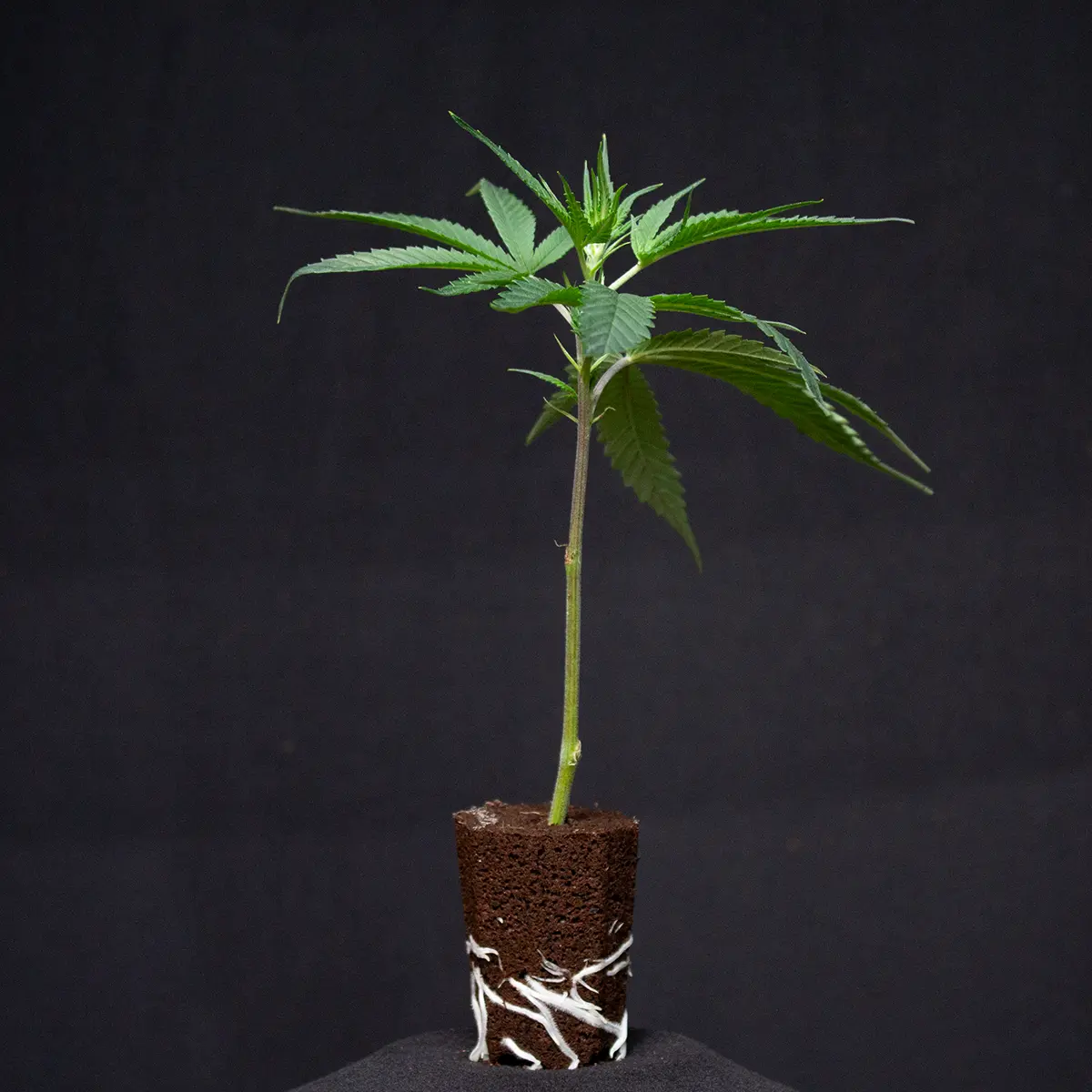 Super Silver Haze