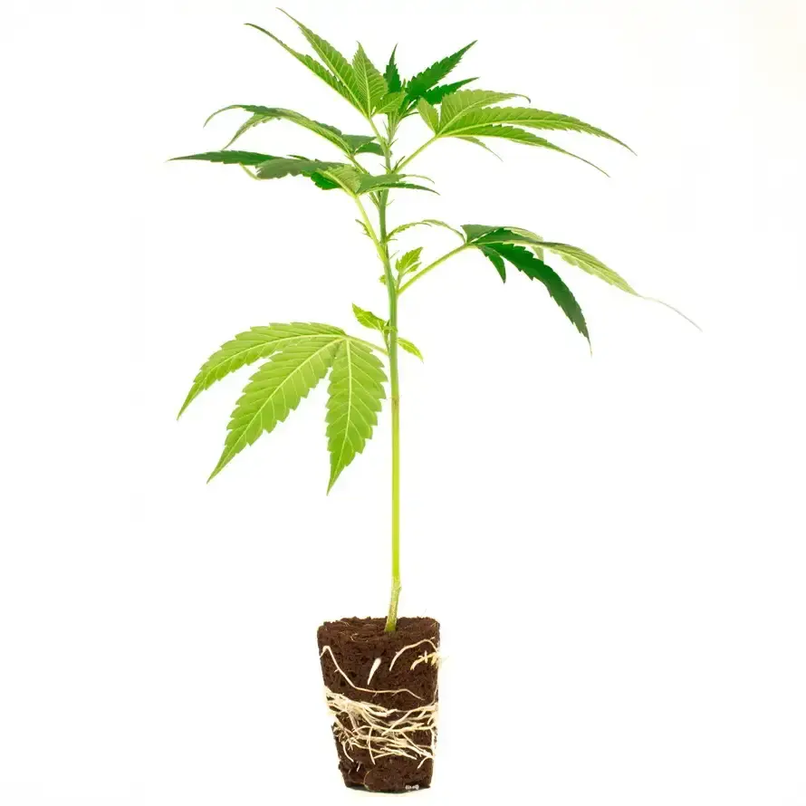 Critical Mass