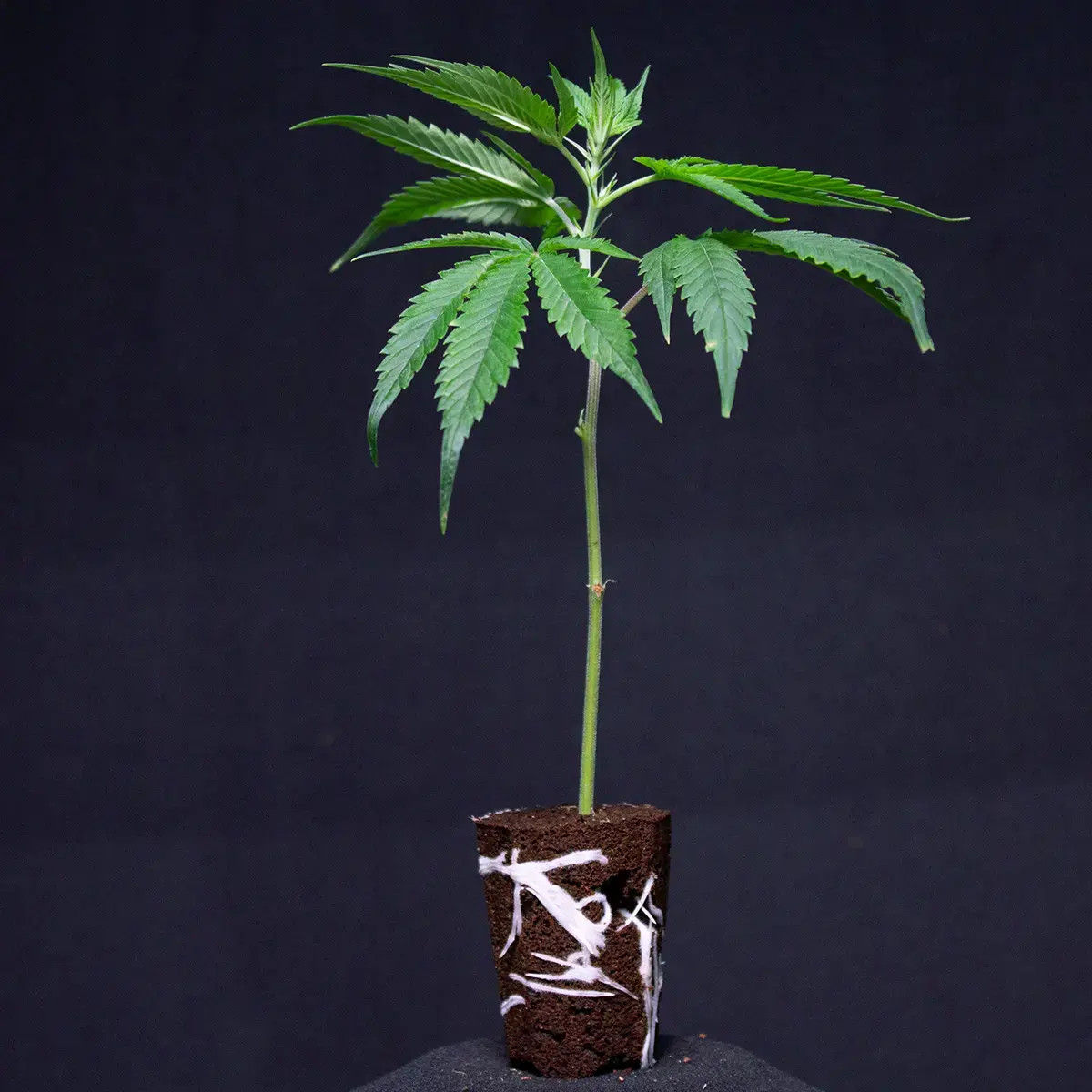 Critical D