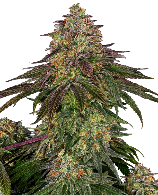 Sweet Cherry Kush®