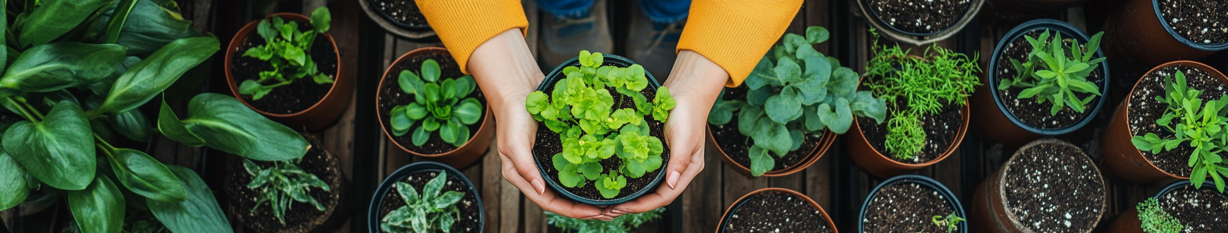 Vom Kauf bis zum Pflanzen: Alles, was Sie über Cannabis-Stecklinge von LeafConnect wissen müssen