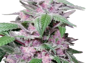 Purple Cookie Kush