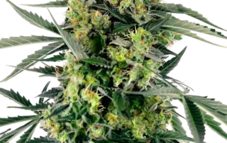 Blueberry Skittlez Auto