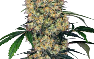 Sensi Amnesia XXL Auto