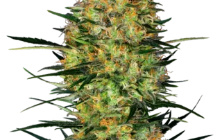 Caramellow Kush Automatic