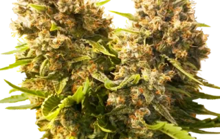 Banana Kush Cake Auto