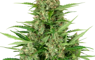 Double Kush Cake Auto