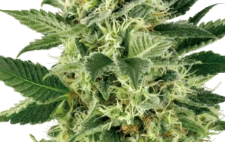 0000673_northern-lights-feminized-seeds-by-white-label_800.webp Northern Lights®